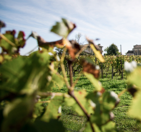Weinberg mit Kirche im Hintergrund, umgeben von grünen Blättern und blauem Himmel.