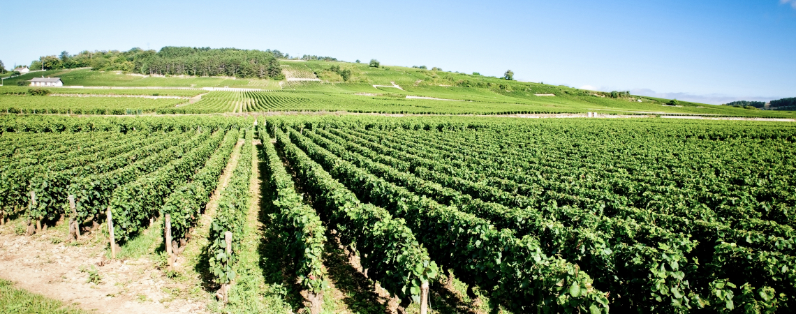 Grünes Weinbergfeld unter klarem, blauem Himmel mit wenigen Wolken.