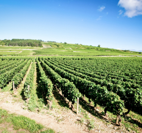 Grünes Weinbergfeld unter klarem, blauem Himmel mit wenigen Wolken.