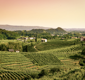Weinberge und Bauernhäuser in hügeliger, grüner Landschaft bei Sonnenuntergang.