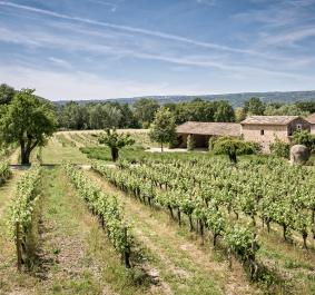 Weingut in idyllischer Landschaft mit Weinreben und Steingebäuden unter blauem Himmel.