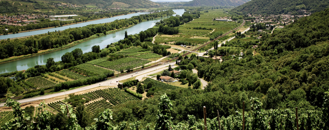 Weinberge überblicken Flusslandschaft, umgeben von grünen Hügeln und Feldern.
