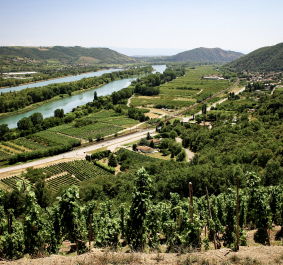 Weinberge überblicken Flusslandschaft, umgeben von grünen Hügeln und Feldern.