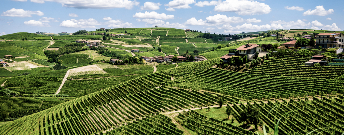 Grüne Weinberge unter blauem Himmel mit weißen Wolken, gesäumt von Häusern.