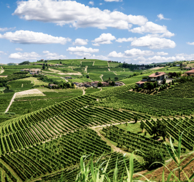 Grüne Weinberge unter blauem Himmel mit weißen Wolken, gesäumt von Häusern.