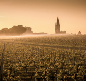 Weinberg im Nebel bei Sonnenaufgang mit Kirchturm im Hintergrund.