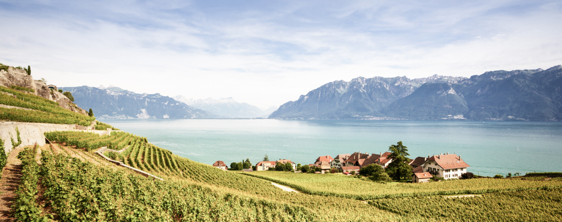 Weinberge am See mit Bergen im Hintergrund unter klarem Himmel.