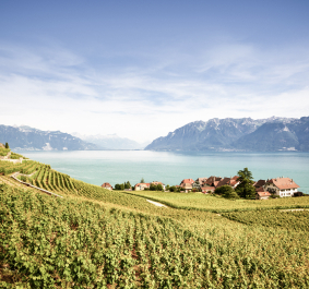 Weinberge am See mit Bergen im Hintergrund unter klarem Himmel.
