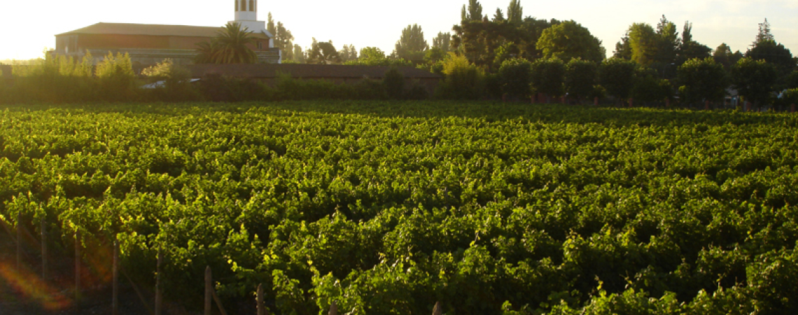 Weinberg bei Sonnenuntergang mit Kirche im Hintergrund.