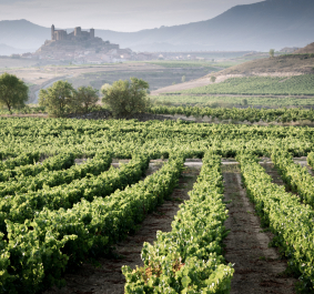 Weinberge mit grünem Laub vor einem Hügel mit Burg im Hintergrund.