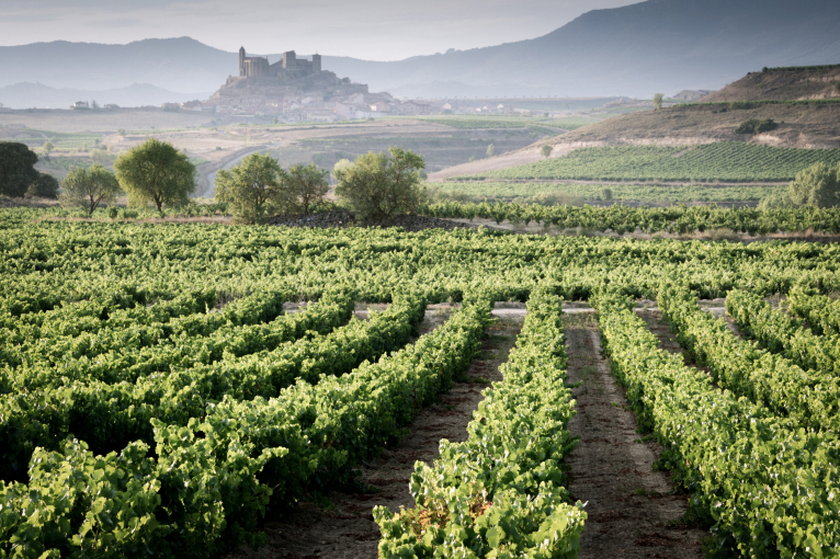 Weinberge mit grünem Laub vor einem Hügel mit Burg im Hintergrund.