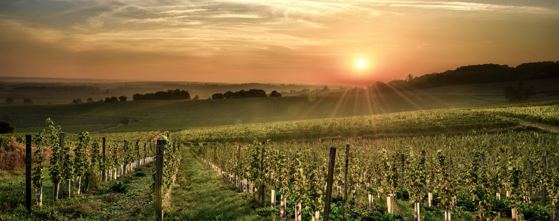 Weinberg im Sonnenuntergang mit sanften Hügeln und klarem Himmel.