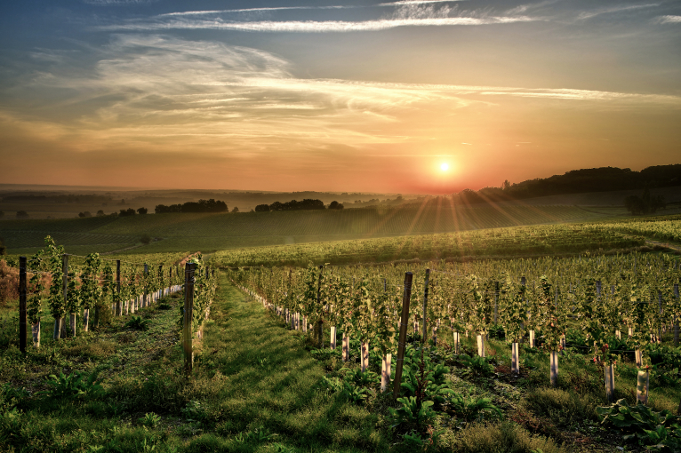 Weinberg im Sonnenuntergang mit sanften Hügeln und klarem Himmel.