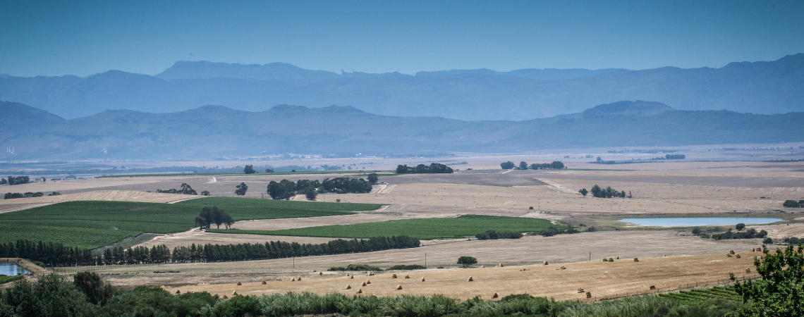 Weitläufige, grüne Weinfelder vor einer bergigen Landschaft unter blauem Himmel.
