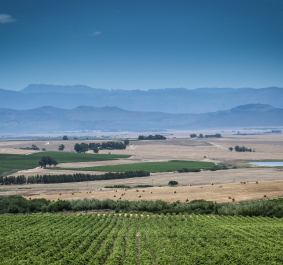 Weitläufige, grüne Weinfelder vor einer bergigen Landschaft unter blauem Himmel.