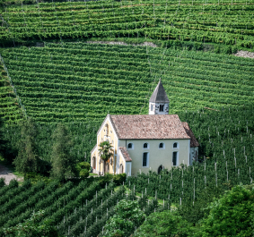 Gelbe Kirche mit rotem Dach vor üppigen, grünen Weinhängen.