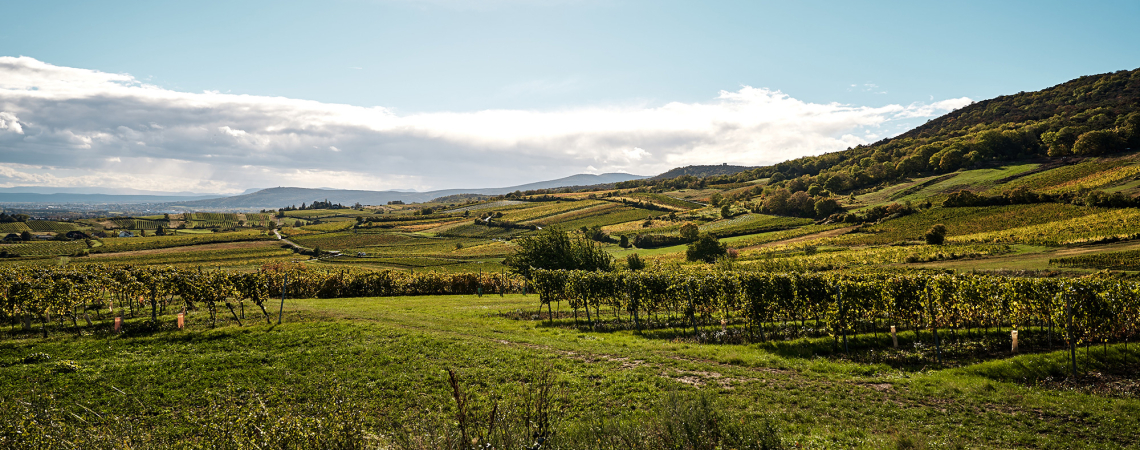 Weinberge bei Sonnenschein, grüne Hügel und blauer Himmel mit Wolken.