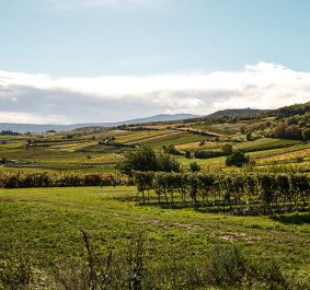 Weinberge bei Sonnenschein, grüne Hügel und blauer Himmel mit Wolken.