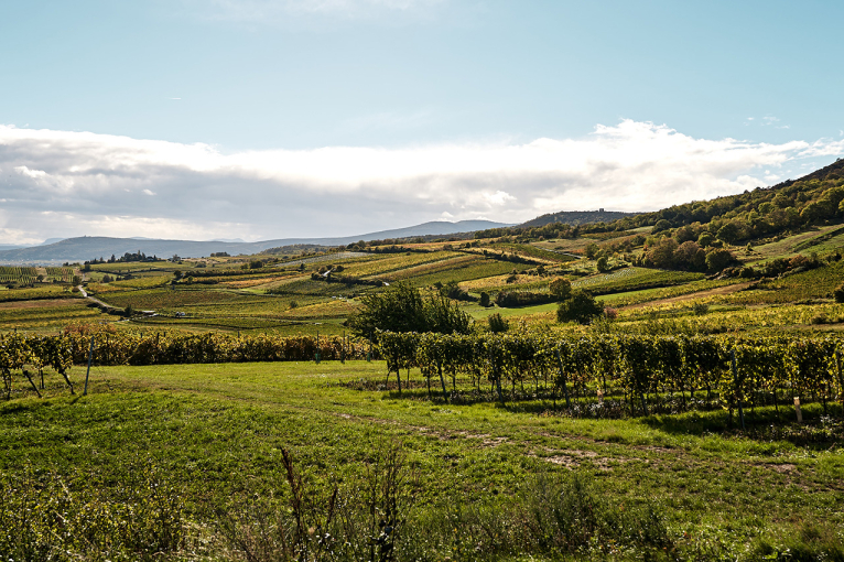 Weinberge bei Sonnenschein, grüne Hügel und blauer Himmel mit Wolken.