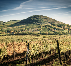 Weinberg-Landschaft im Herbst mit goldenem Laub unter blauem Himmel.