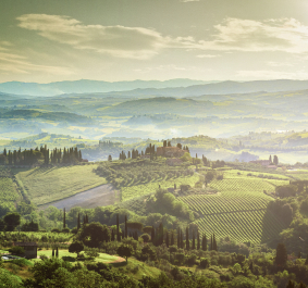Sonnige, hügelige Landschaft mit grünem Weinberg und Zypressen unter bewölktem Himmel.