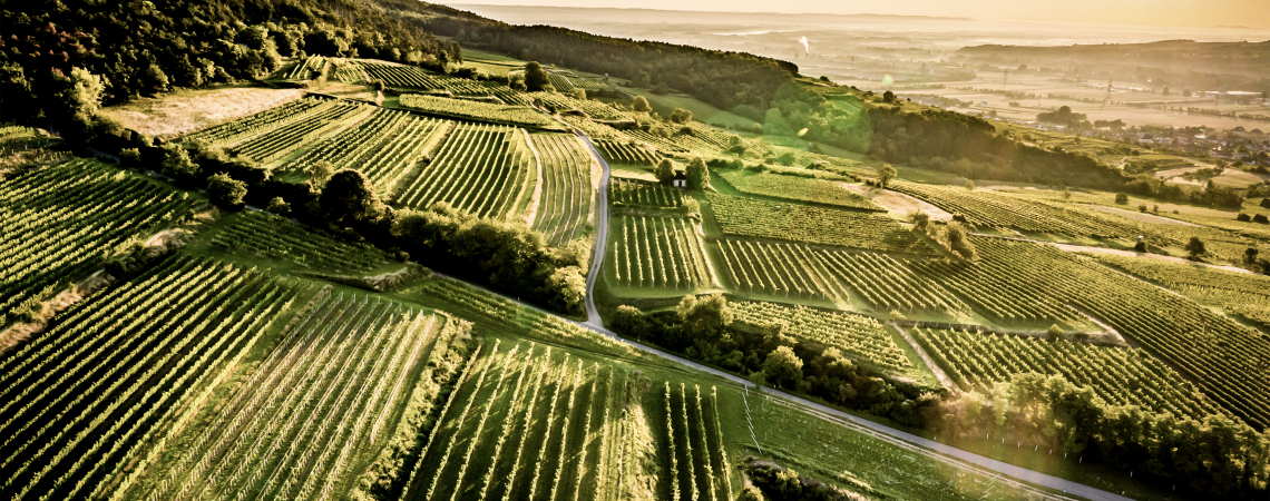 Sonnenuntergang über weitläufigen, grünen Weinbergen und sanften Hügeln.