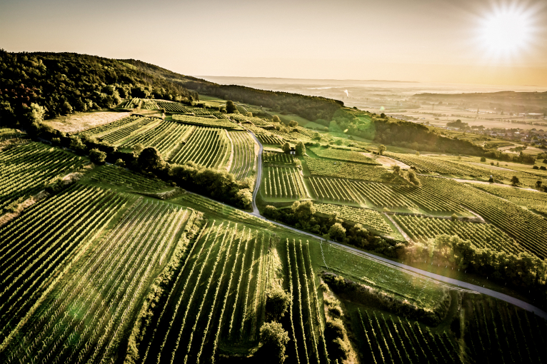Sonnenuntergang über weitläufigen, grünen Weinbergen und sanften Hügeln.