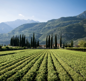 Grünes Weinfeld vor einer Bergkulisse mit Zypressen im Hintergrund.