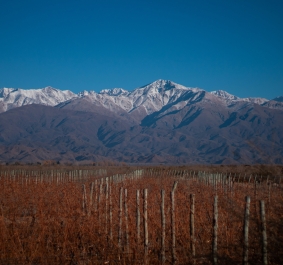 Karge Weinfelder vor schneebedeckten Bergen unter klarem blauem Himmel.