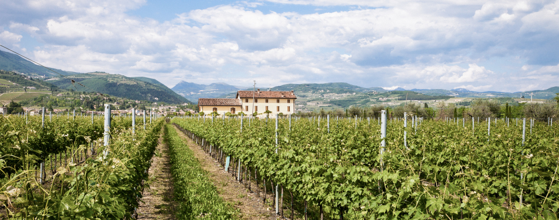 Weinberge mit Herrenhaus, umgeben von Hügeln unter blauem Himmel.