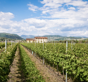 Weinberge mit Herrenhaus, umgeben von Hügeln unter blauem Himmel.
