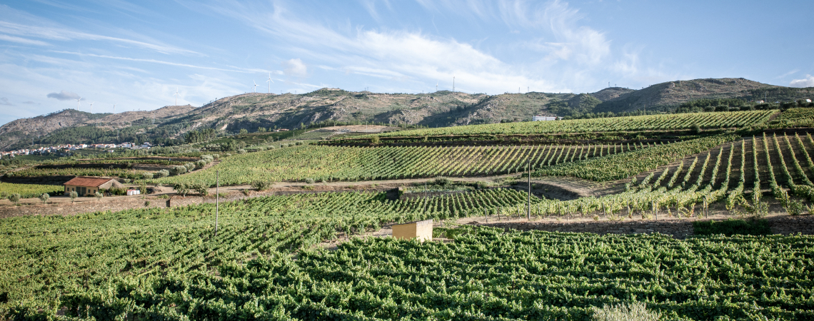 Grüne Weinberge vor einer sanften Hügelkulisse unter klarem Himmel.