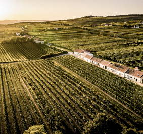 Weinberge im sanften Sonnenlicht mit einer Reihe von Gebäuden am Horizont.