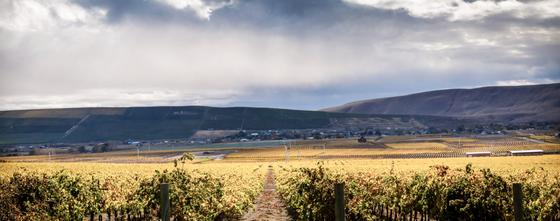 Endloses Weinbergfeld unter dramatisch bewölktem Himmel, umgeben von Hügeln.