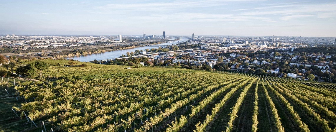 Weinberge mit Blick auf eine weitläufige Stadtlandschaft am Horizont.