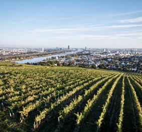 Weinberge mit Blick auf eine weitläufige Stadtlandschaft am Horizont.