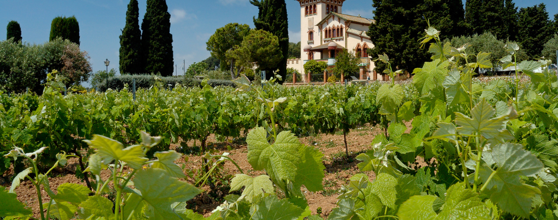 Grüner Weinberg vor einer historischen Villa mit verziertem Turm, umgeben von Zypressen.