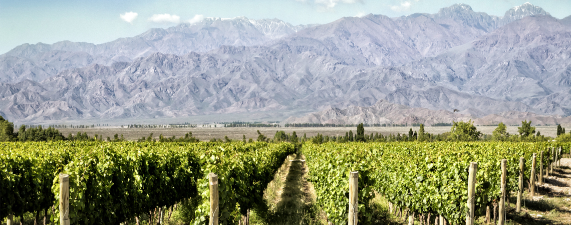 Weinreben im Vordergrund, dahinter majestätische Berge unter klarem blauen Himmel.