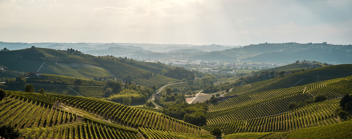 Hügelige Landschaft mit grünen Weinfeldern unter sonnigem Himmel.