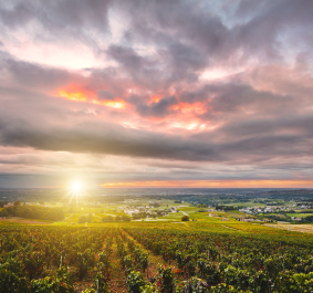 Weinberge im Sonnenuntergang mit dramatischem, wolkenverhangenem Himmel.