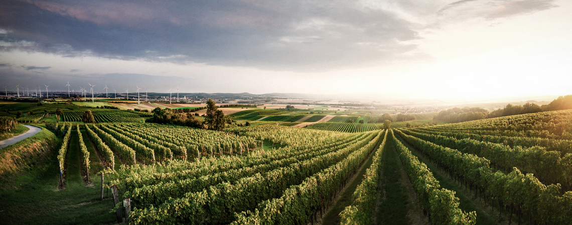 Weinberge bei Sonnenuntergang mit Windrädern im Hintergrund.