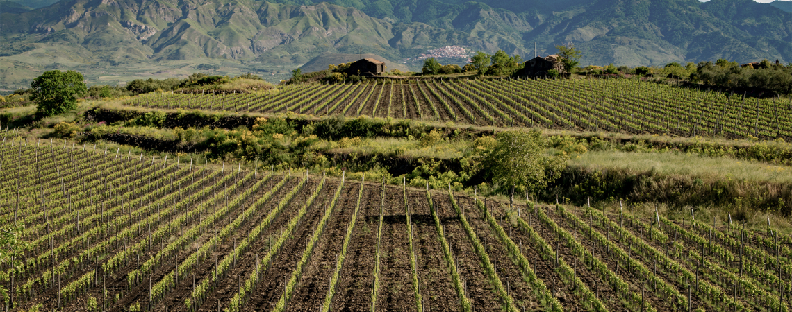 Weinberge mit Reihen grüner Reben vor einer Berglandschaft unter bewölktem Himmel.
