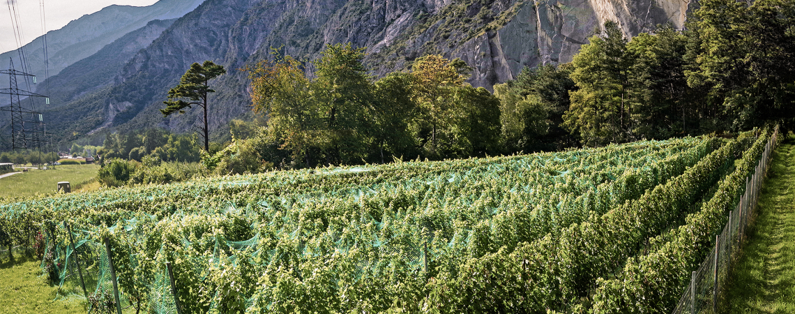 Weinberg mit grünen Netzen vor steiler Felswand und bewaldeten Bergen.
