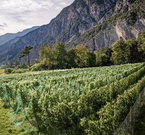 Weinberg mit grünen Netzen vor steiler Felswand und bewaldeten Bergen.