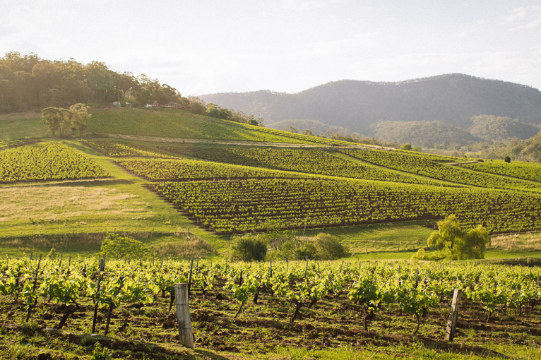 Weinberge in sanfter Hügellandschaft mit bewaldeten Bergen im Hintergrund.