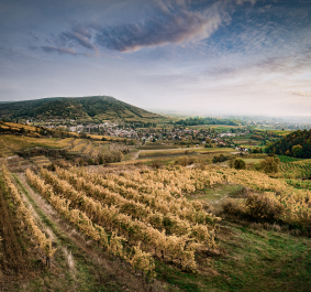 Herbstliche Weinberge mit sanften Hügeln und Blick auf ein Dorf im Hintergrund.