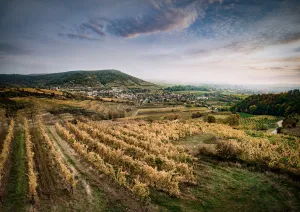 Herbstliche Weinberge mit sanften Hügeln und Blick auf ein Dorf im Hintergrund.