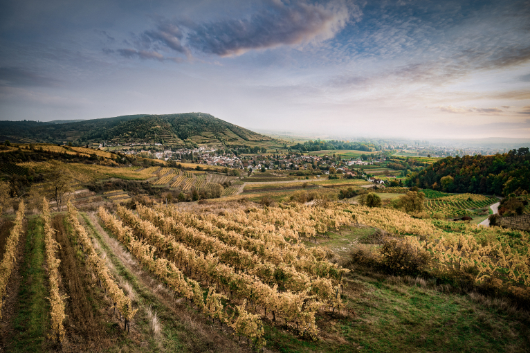 Herbstliche Weinberge mit sanften Hügeln und Blick auf ein Dorf im Hintergrund.
