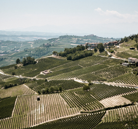 Hügelige Landschaft mit ausgedehnten Weinbergen und einigen verstreuten Häusern an Hängen.