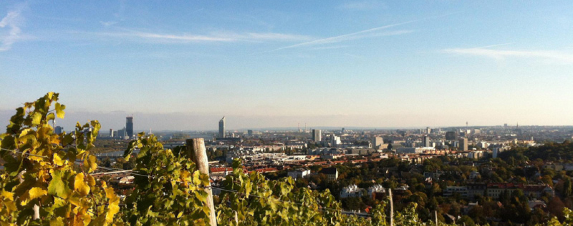 Weinberg mit Blick auf eine Stadt unter blauem Himmel.